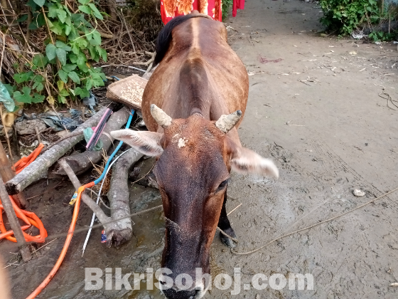 গাভী